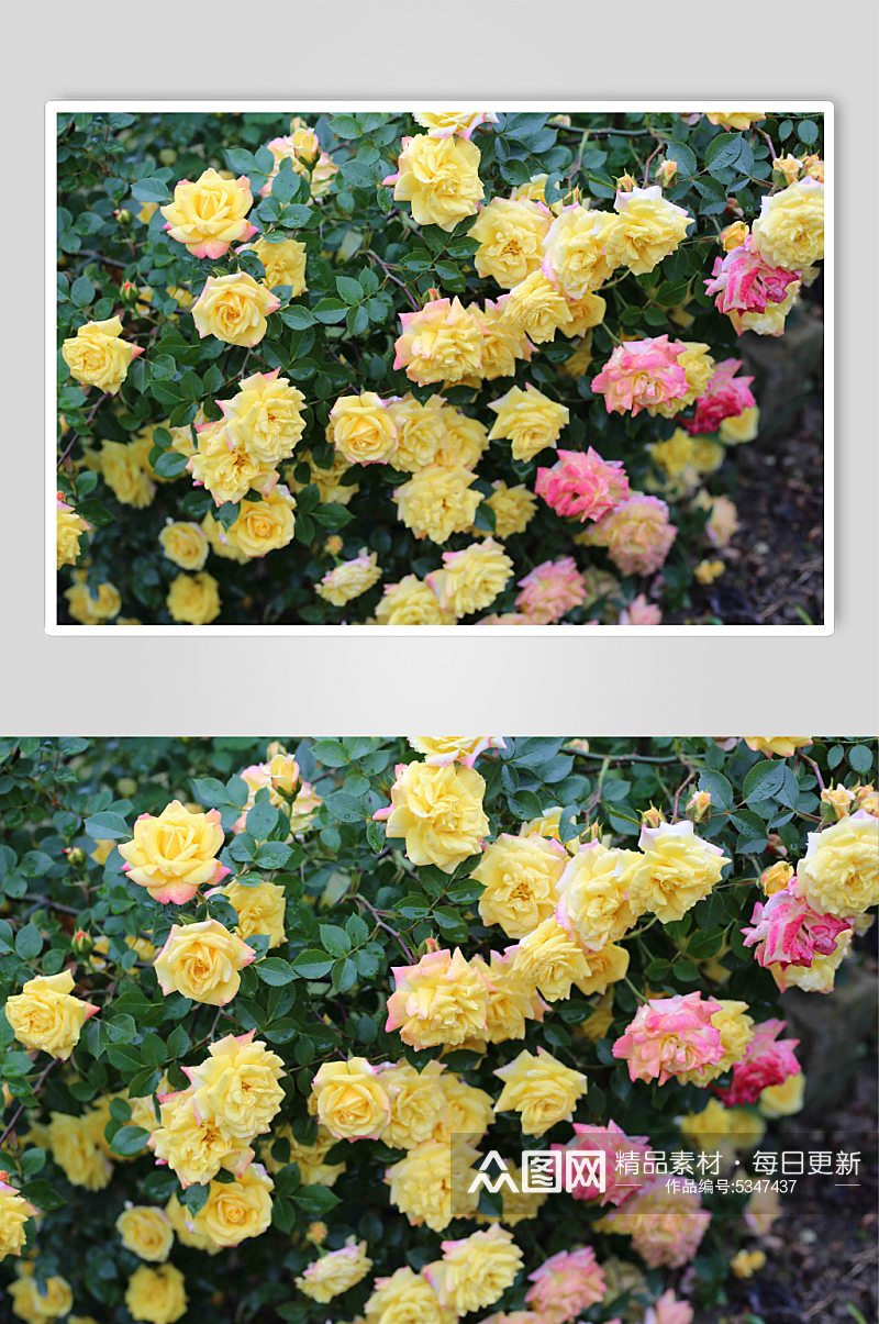 黄色月季玫瑰花摄影图素材