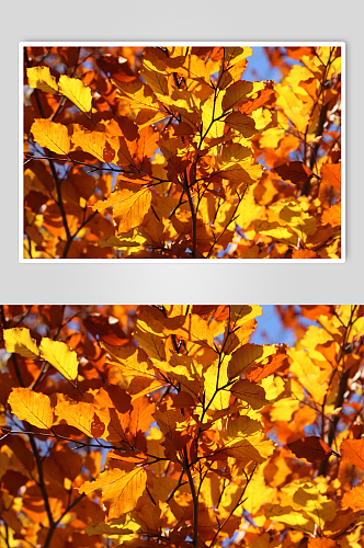 秋季秋天美景高清图片