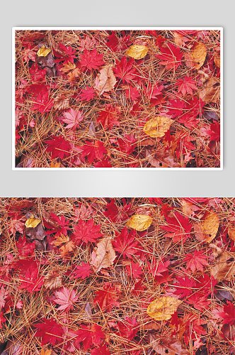 秋季秋天美景高清图片
