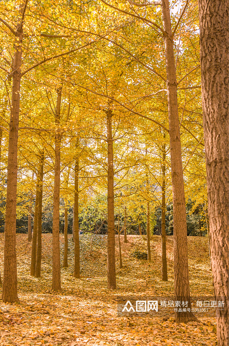 秋季秋天美景高清图片素材