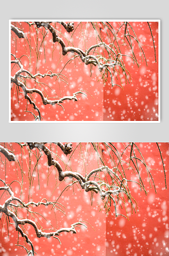 北京故宫红墙的雪景图片