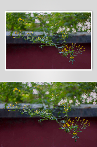 秋天的桂花摄影图片