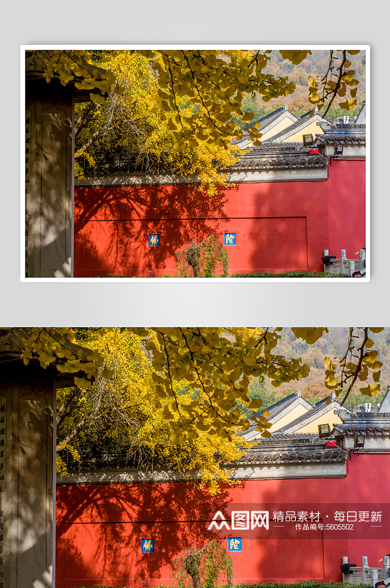 南京栖霞寺的红墙与银杏图片素材