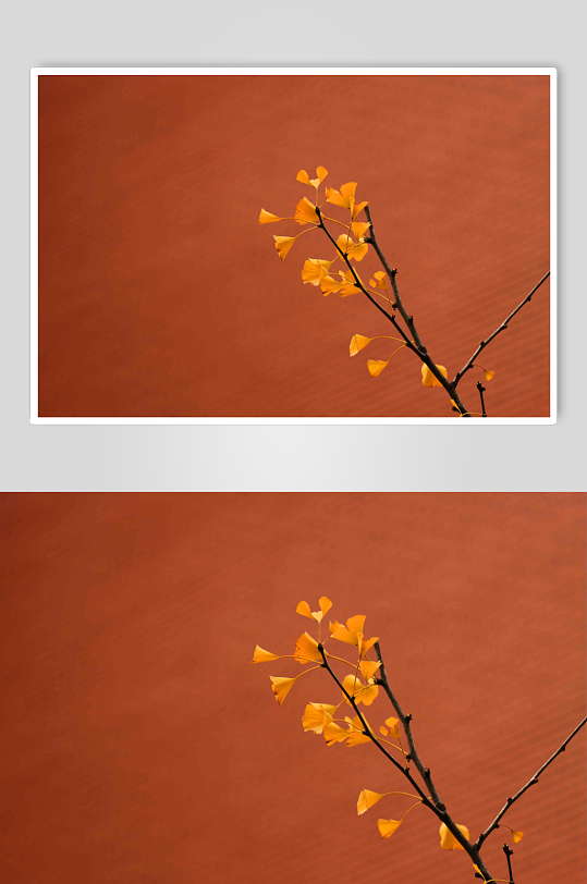 红墙背景下的银杏叶图片