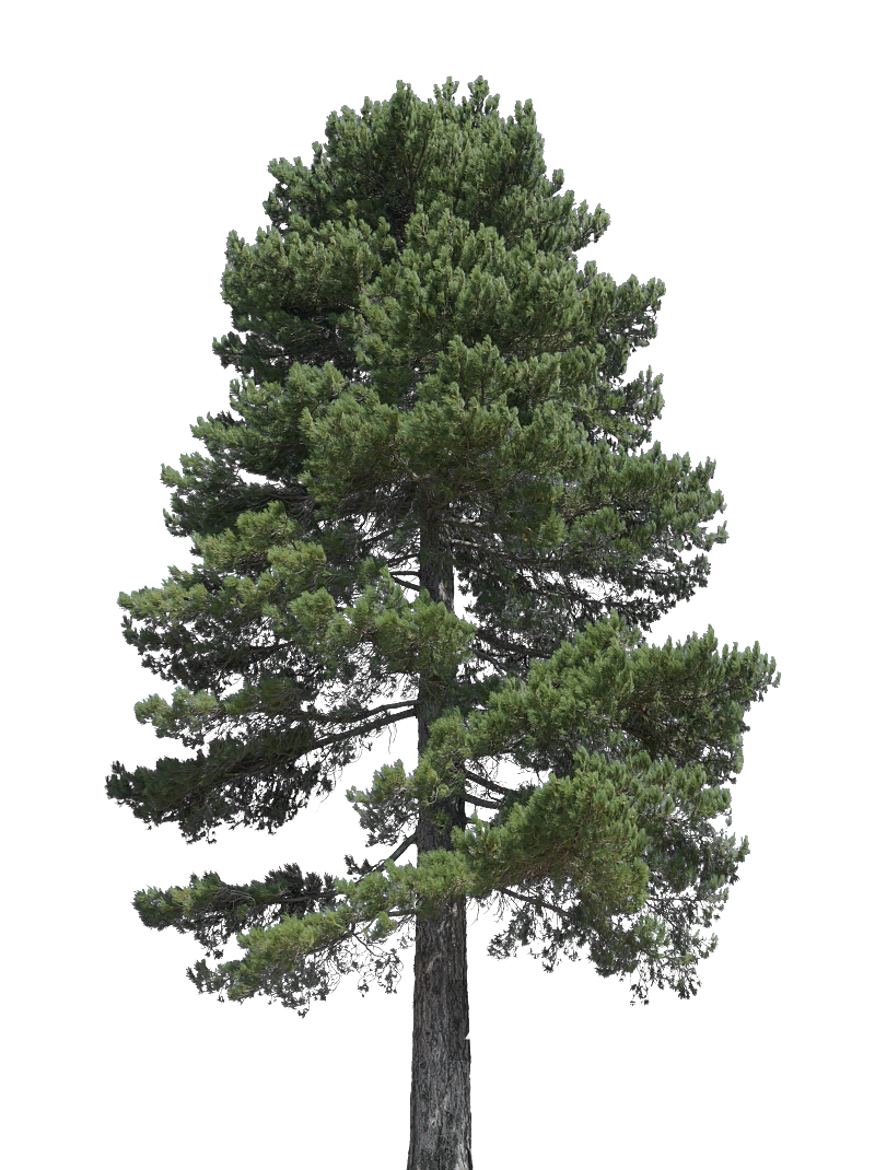 高清松树树木免抠元素素材