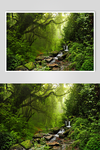 热带森林自然风景摄影图