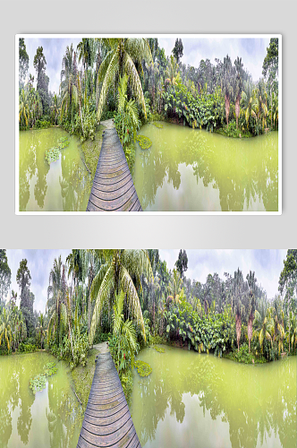 热带森林自然风景摄影图