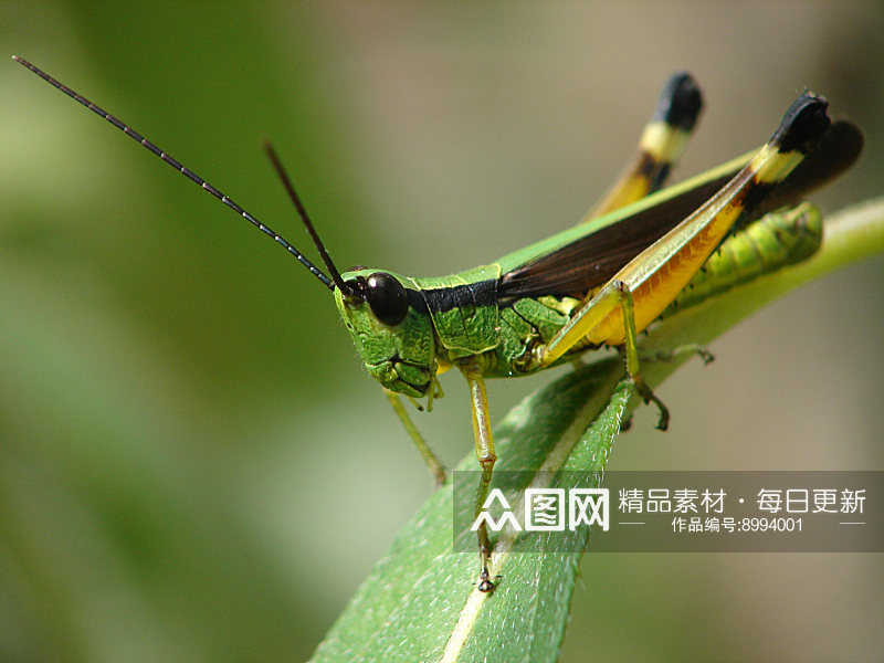 大自然蚂蚱实拍图素材