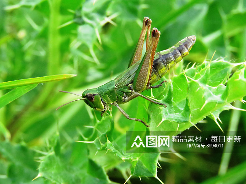 大自然蚂蚱实拍图素材