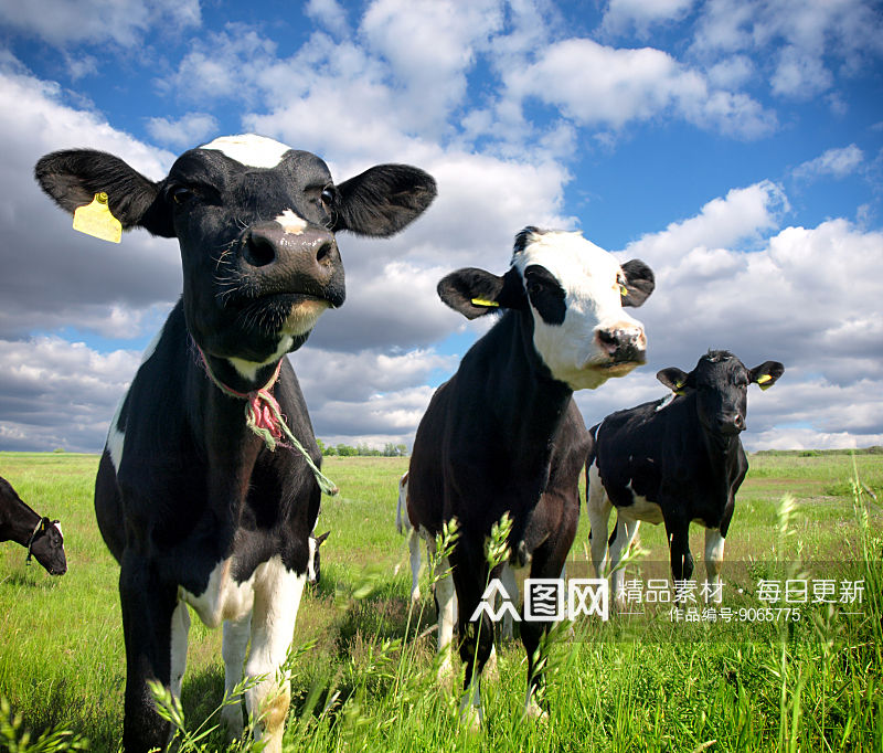 奶牛牧场的实拍图素材