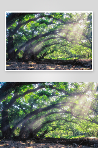 高清榕树树木摄影图