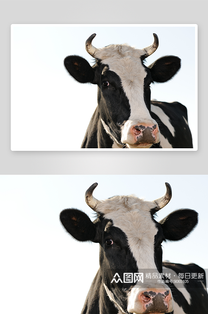奶牛牧场的实拍图素材