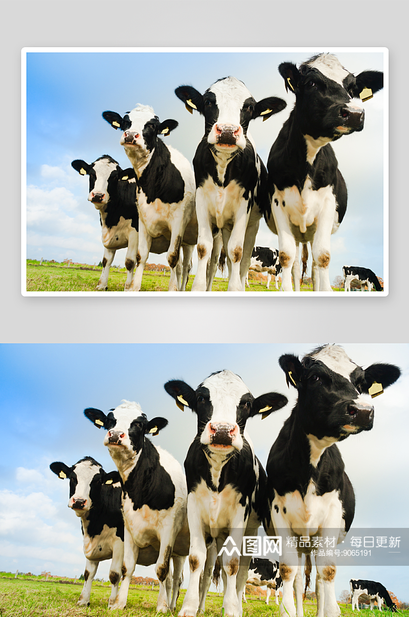 奶牛牧场的摄影图素材