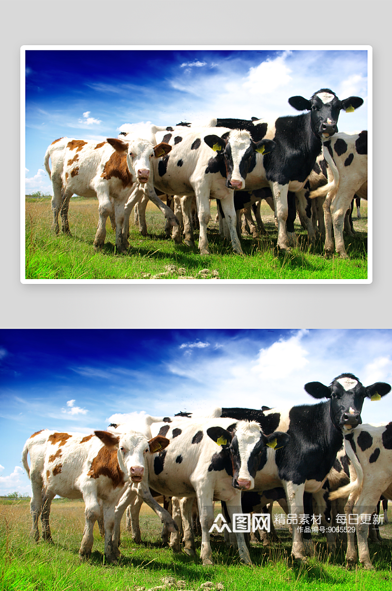 奶牛牧场的摄影图素材