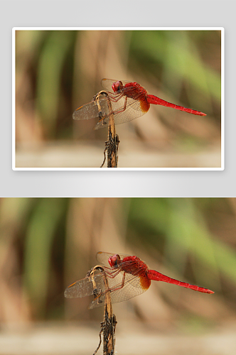 自然蜻蜓的摄影图