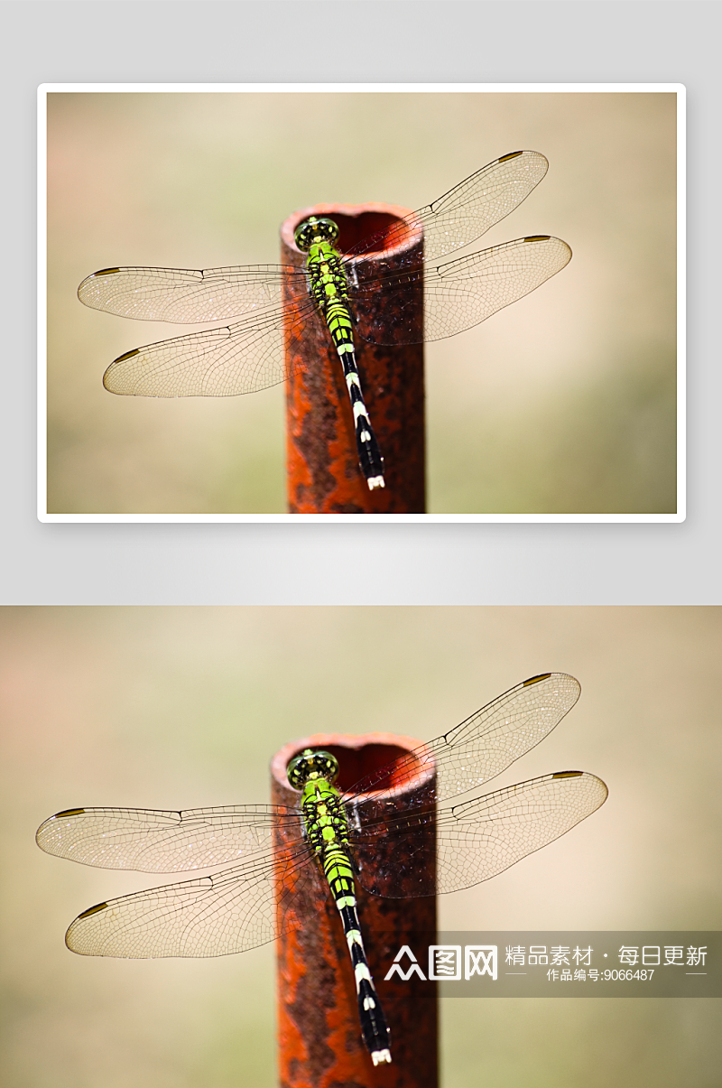 自然蜻蜓的摄影图素材