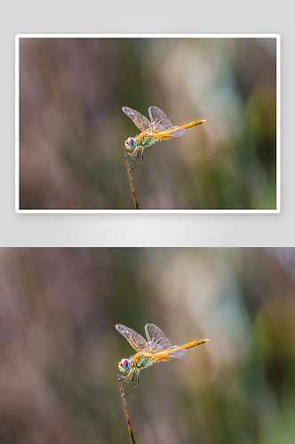 自然蜻蜓的摄影图
