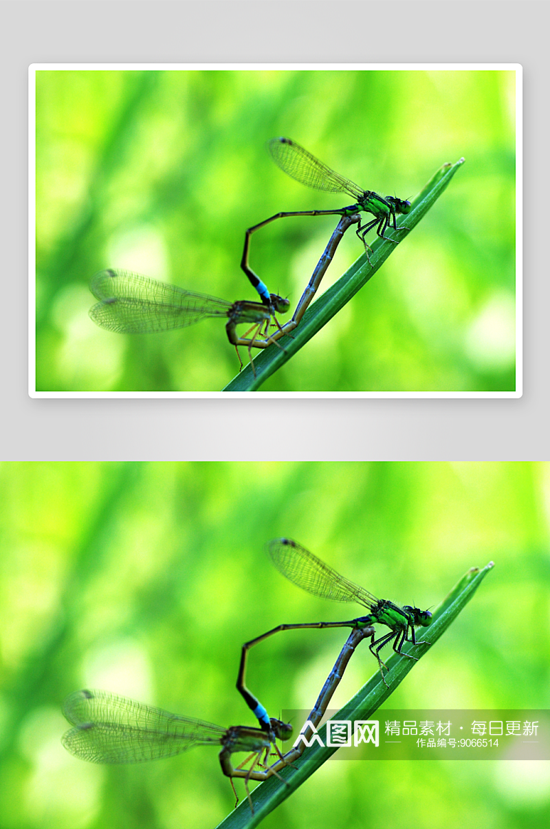 大自然蜻蜓实拍图素材