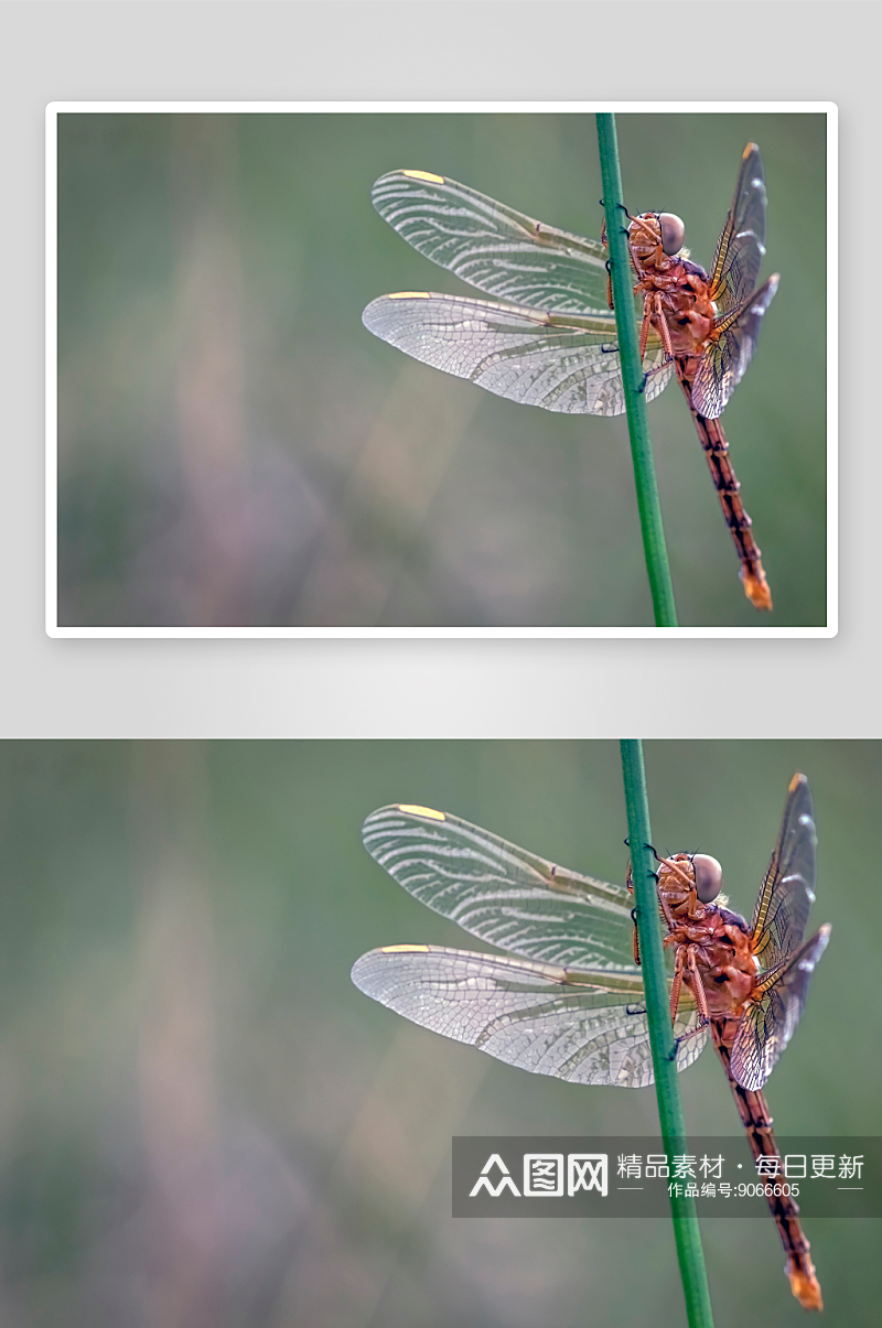 大自然蜻蜓实拍图素材