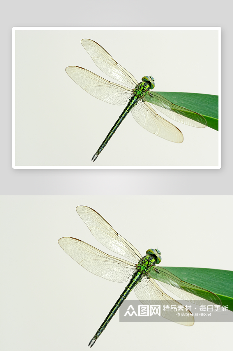 自然蜻蜓的摄影图素材