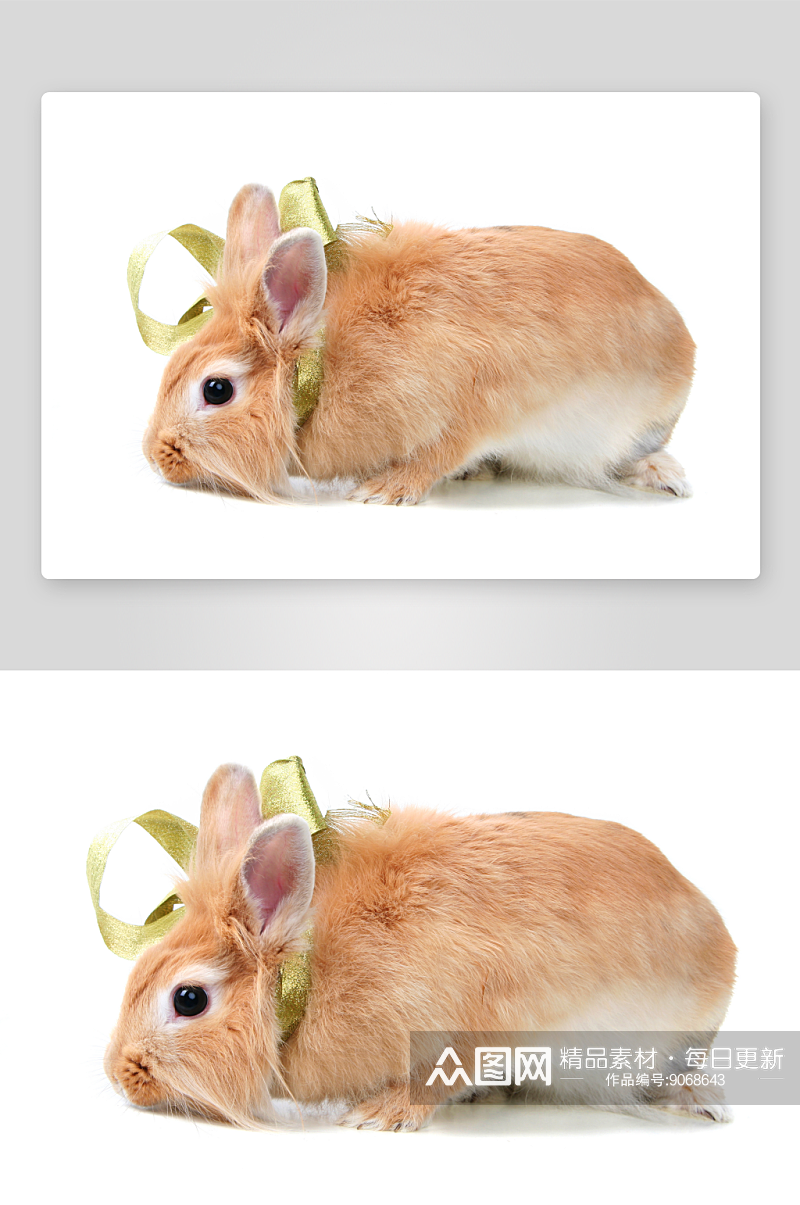 乖巧小兔子摄影图素材