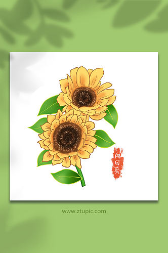 向日葵手绘夏日花卉元素插画
