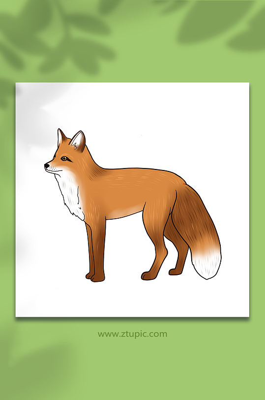 手绘卡通国家保护动物狐狸原创插画
