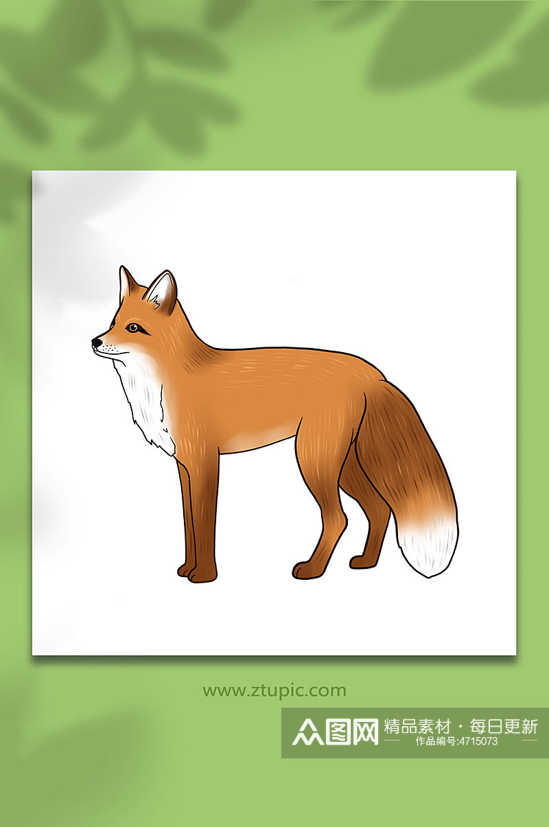 手绘卡通国家保护动物狐狸原创插画素材