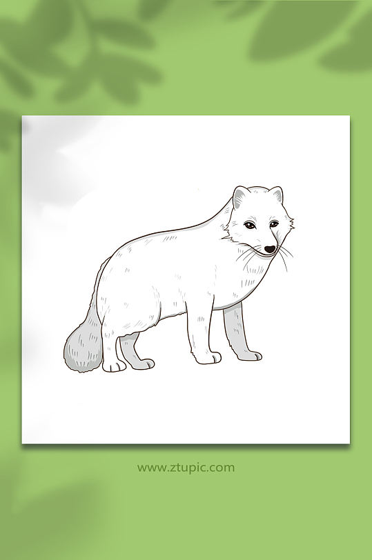 手绘卡通国家保护动物北极狐原创插画