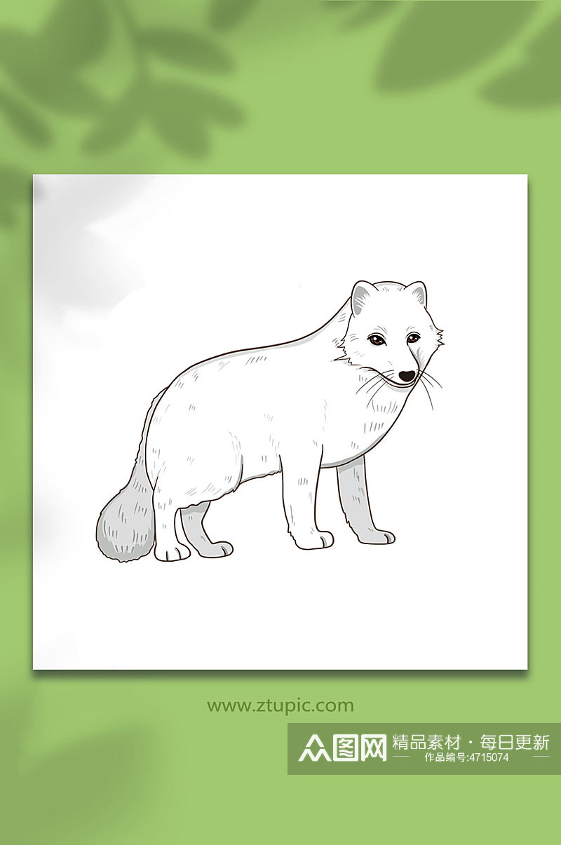 手绘卡通国家保护动物北极狐原创插画素材