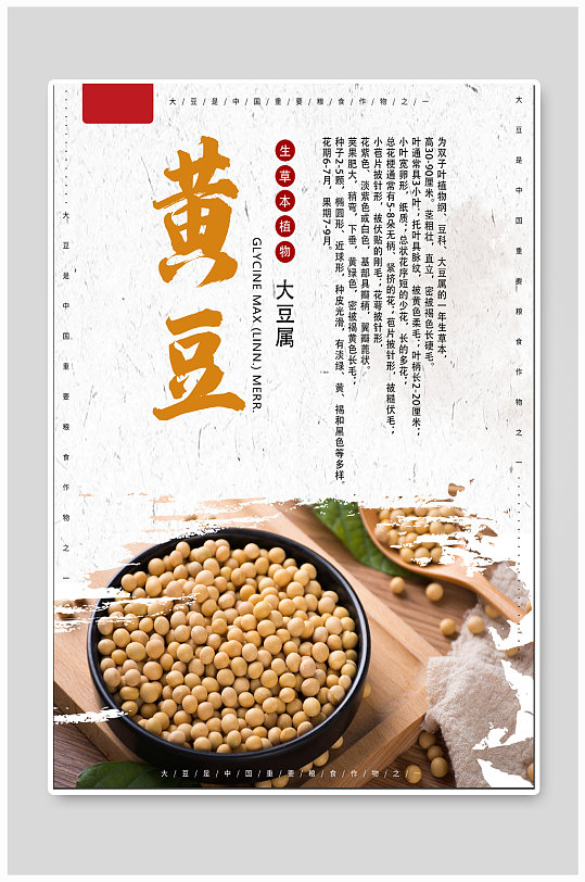 黄豆简介宣传海报