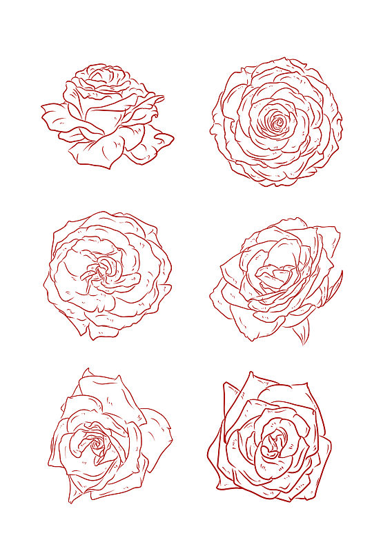花和花瓣红色玫瑰线条手绘