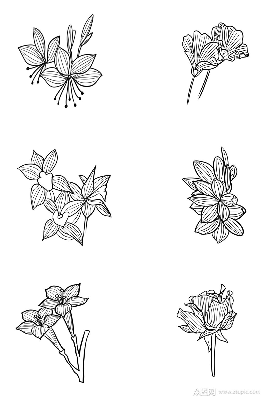 手绘线稿花卉手绘花矢量图