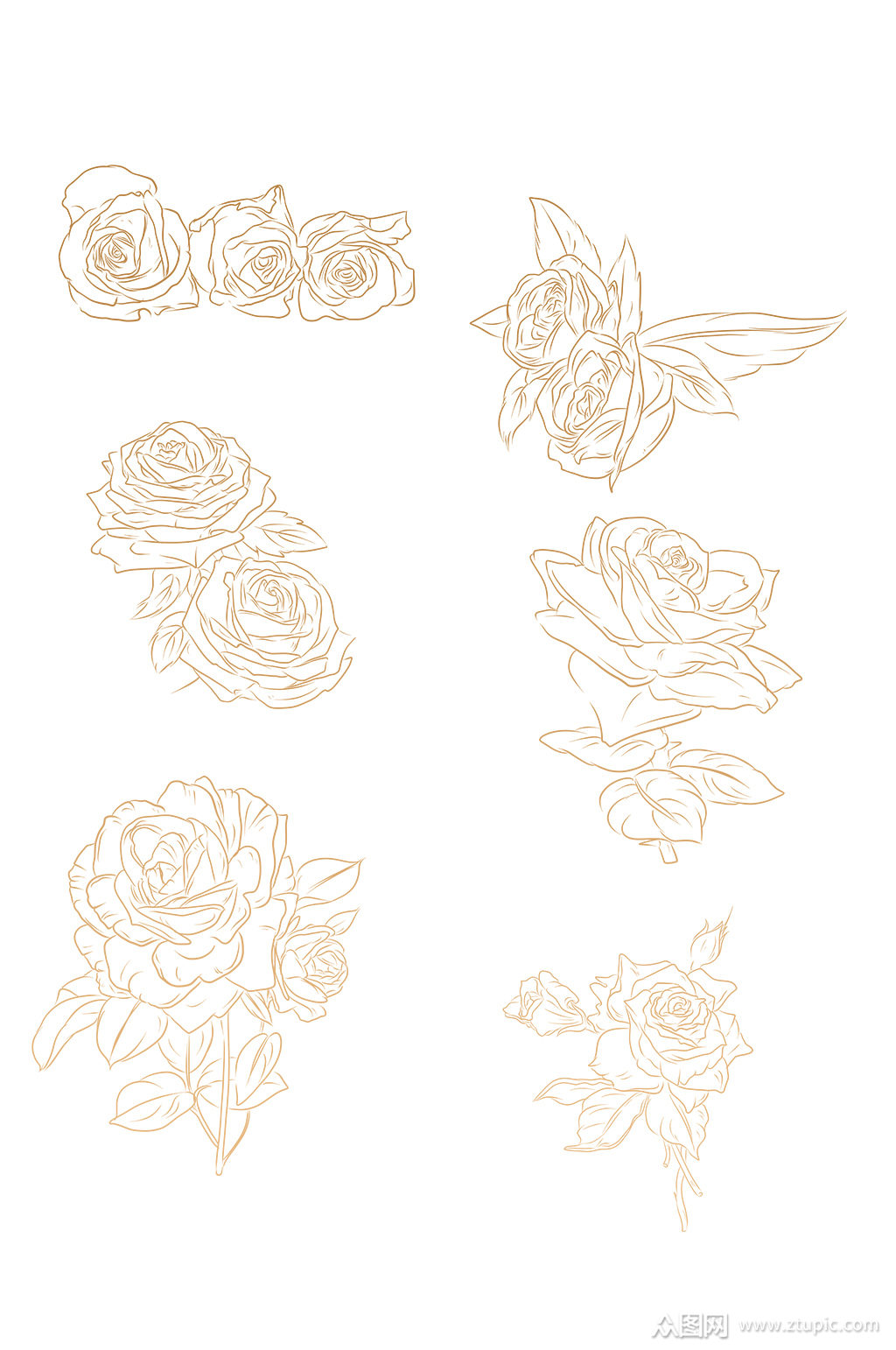 金色线条玫瑰素材免抠