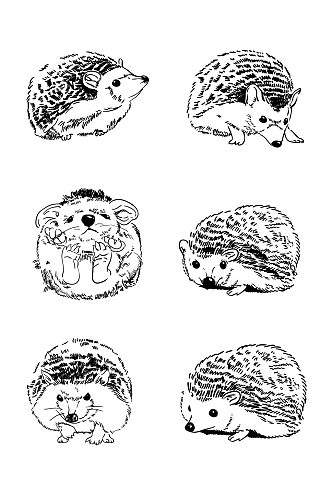 可爱刺猬写实手绘免抠
