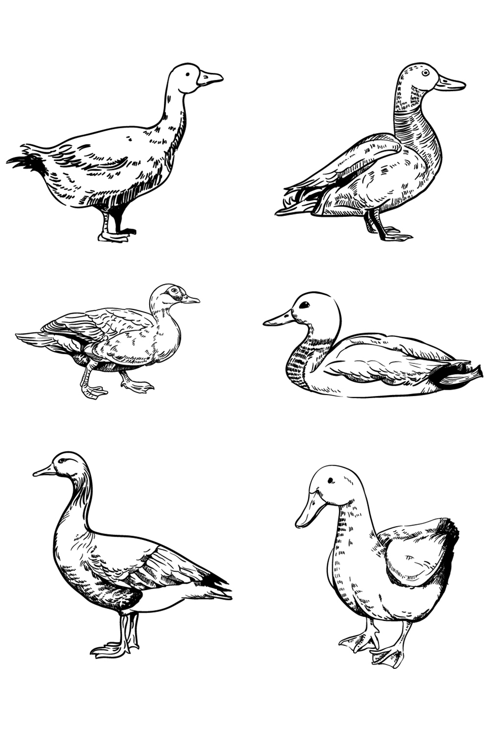 鸭子怎么画复杂图片