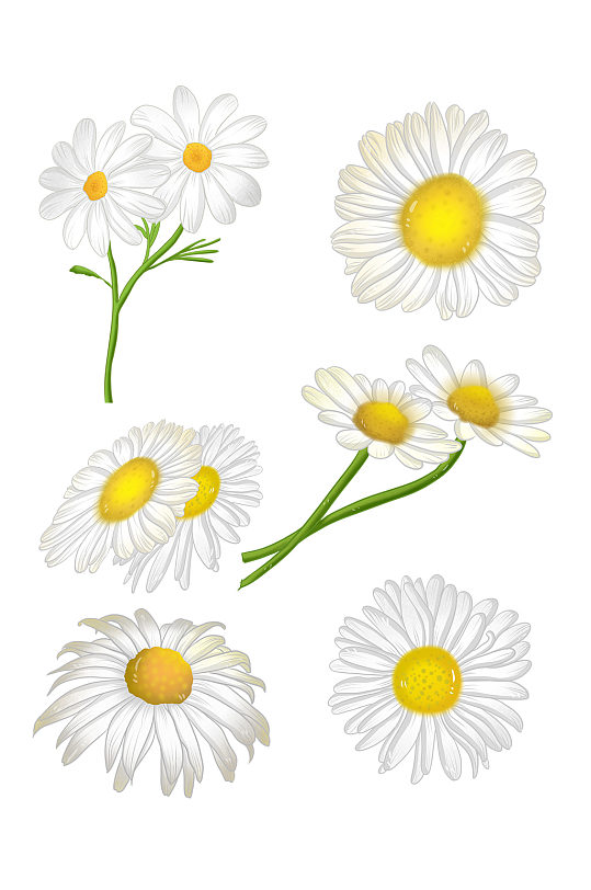 盛开洋甘菊植物免抠-众图网