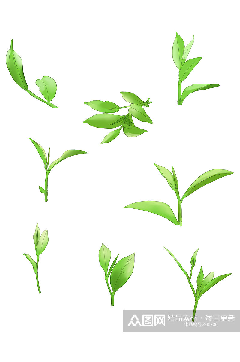 实物绿茶叶子元素免抠素材