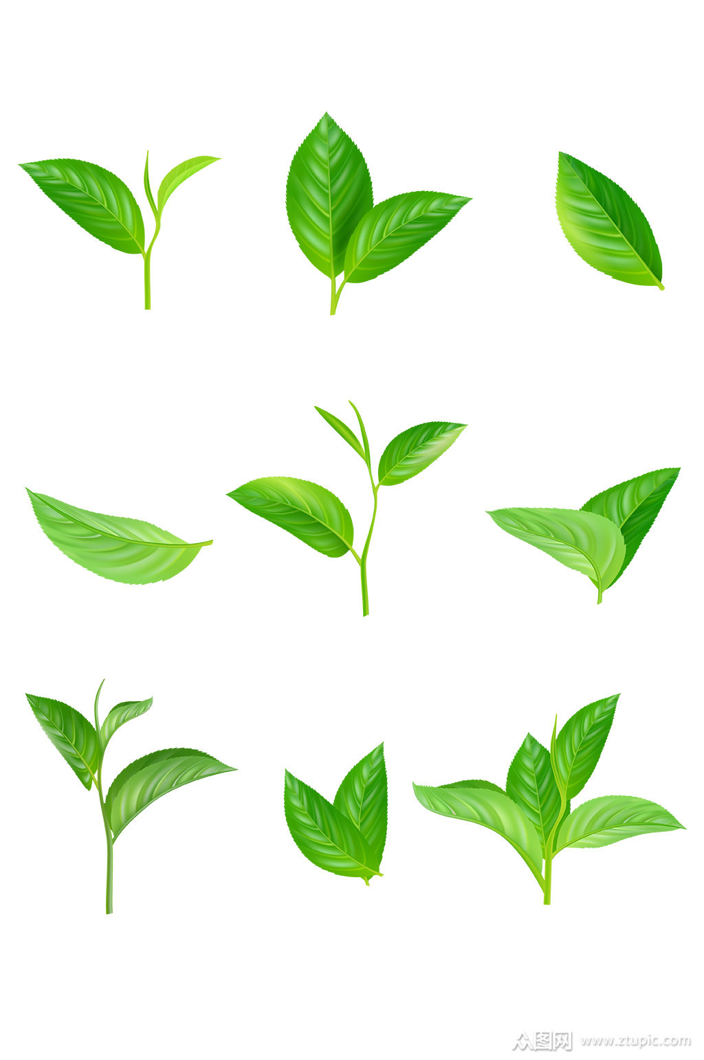 写实矢量叶子茶叶绿叶植物素材