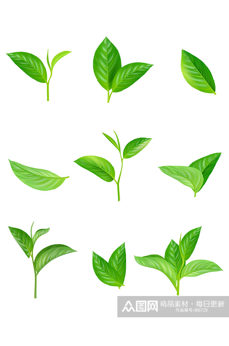 写实矢量叶子茶叶绿叶植物素材