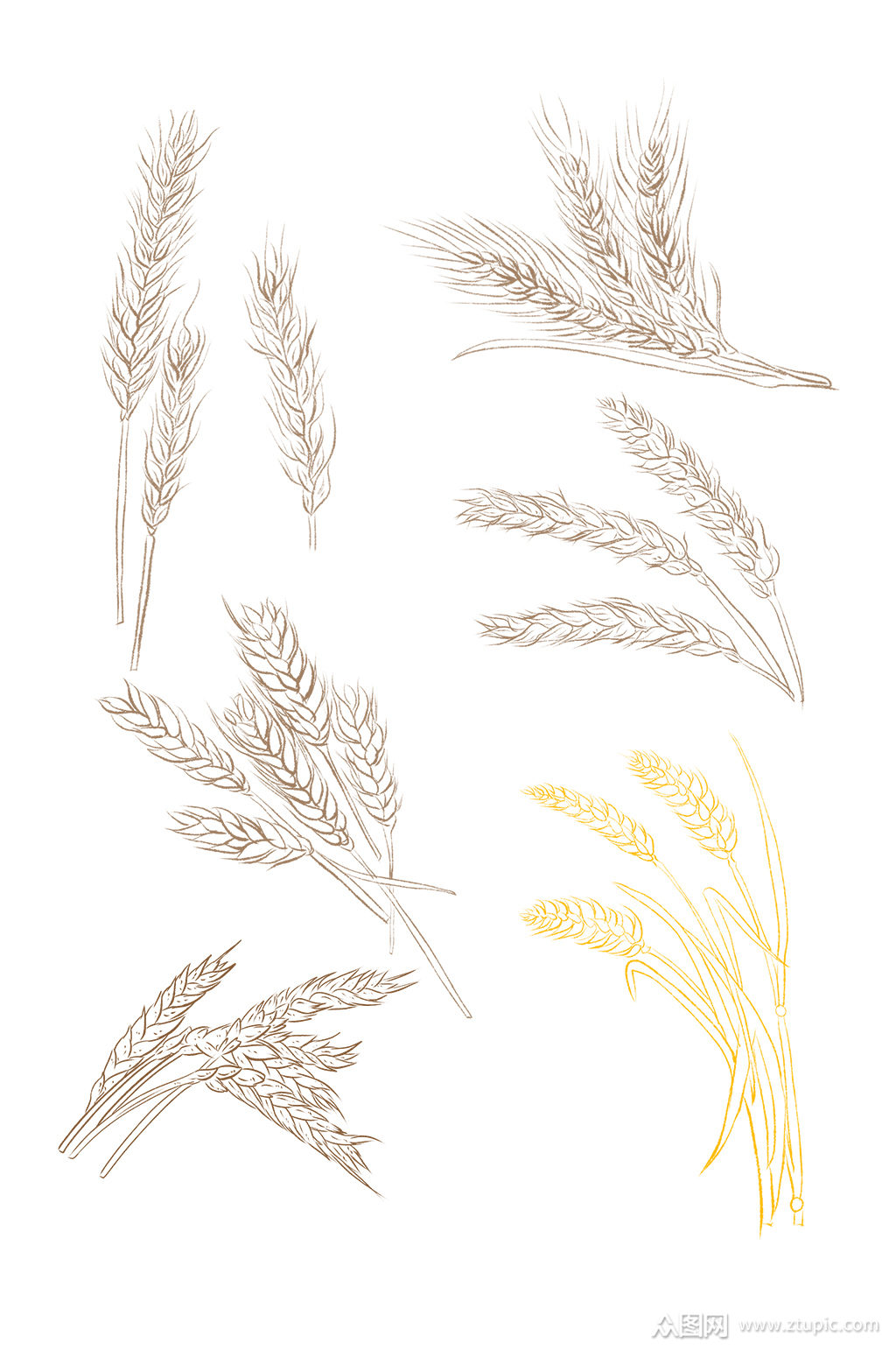小麦设计元素麦穗粮食免抠