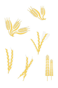 小麦麦穗设计元素免抠元素