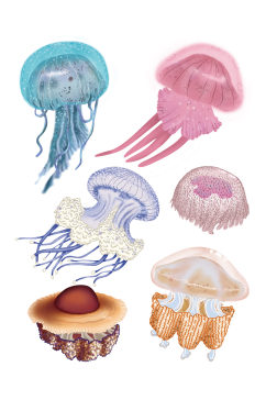 彩色水生物水母海洋生物 卡通水母