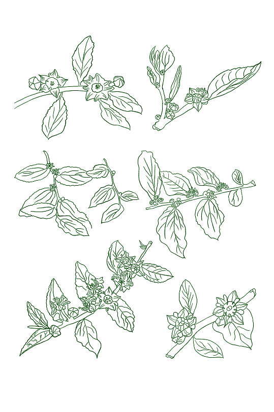 枣花图片 枣花素材下载 众图网