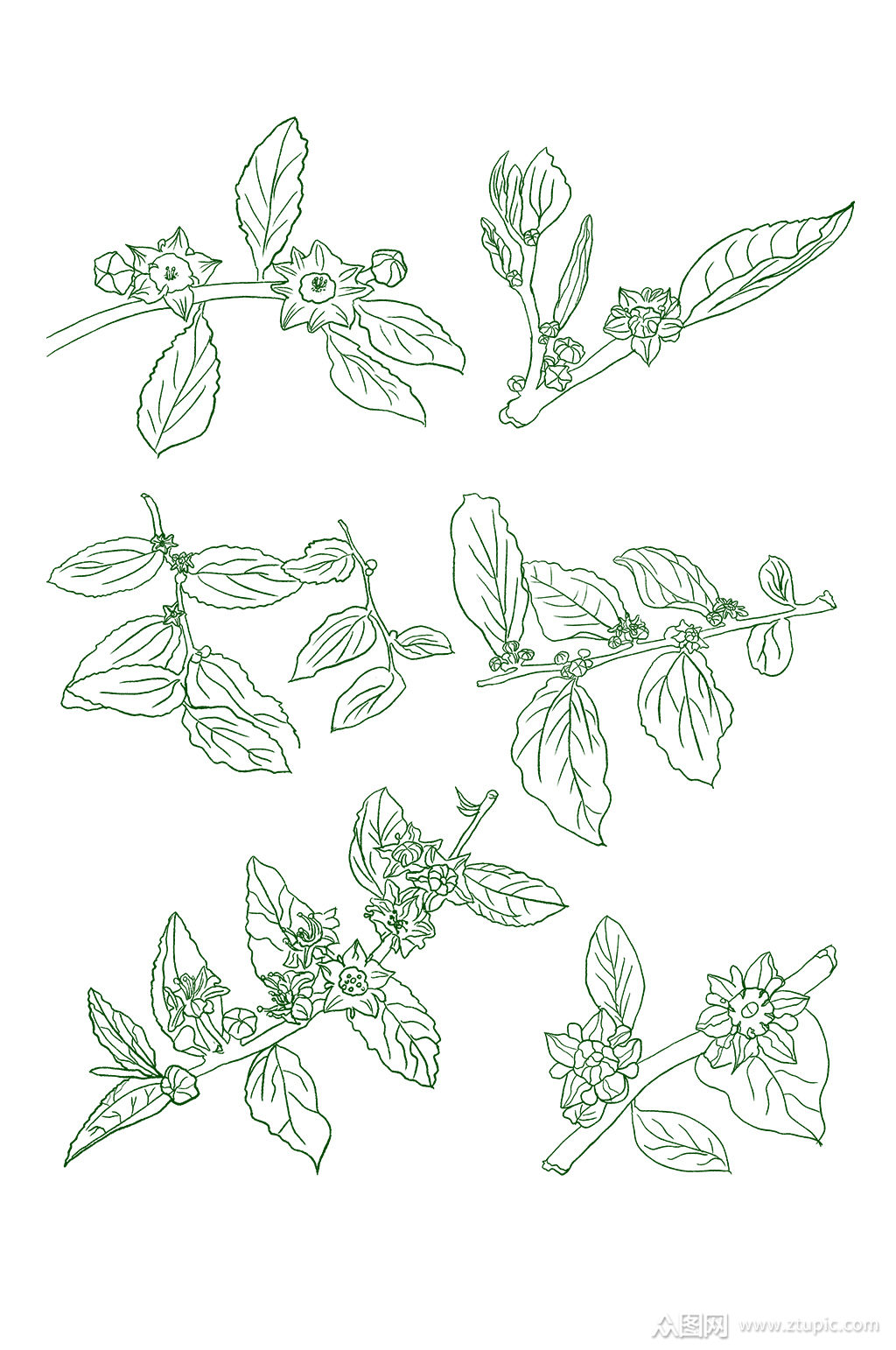 枣花线稿套图叶子树干免抠素材