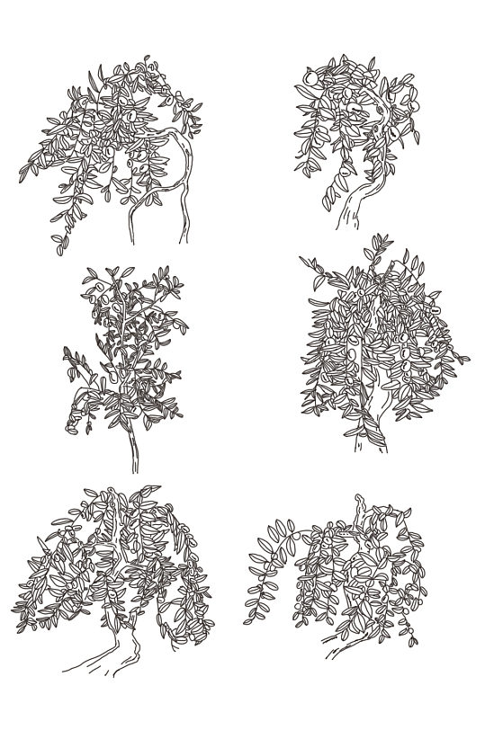 手绘枣树盆景线稿免抠