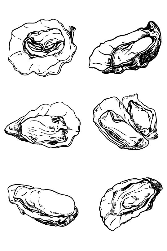 海鲜牡蛎写实手绘黑白线描