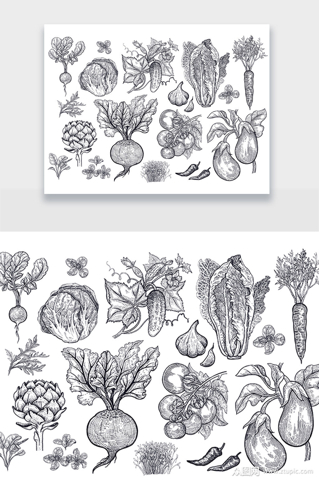 蔬菜手绘写实风免扣元素