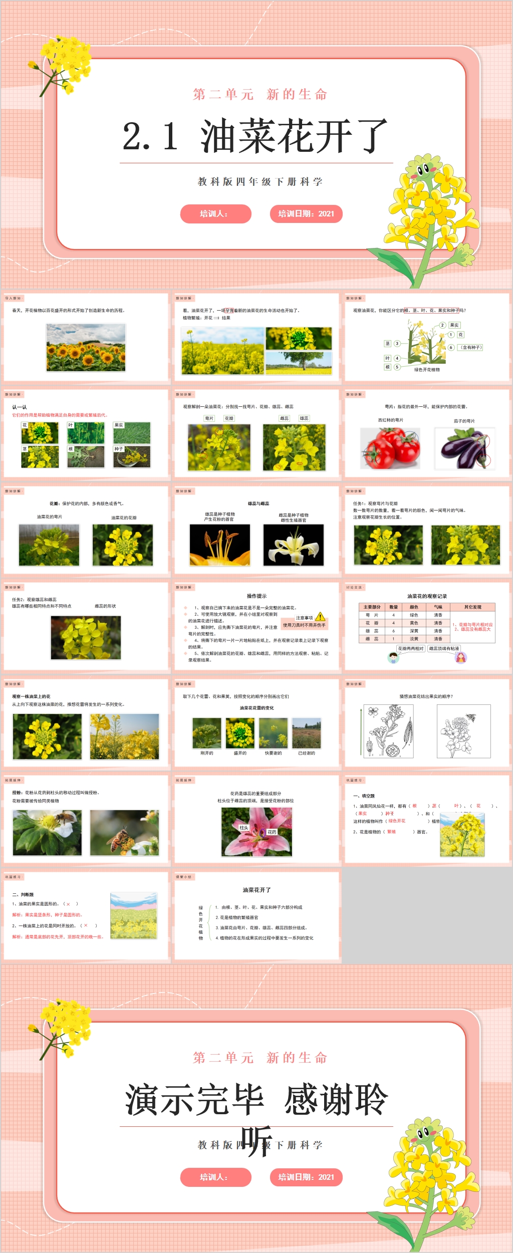 油菜花开了生物课件宣传PPT素材