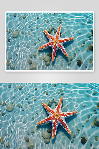海星海边海滩素材图片